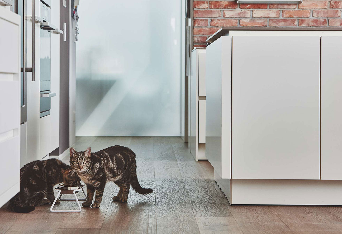 Modern cat food and water bowl