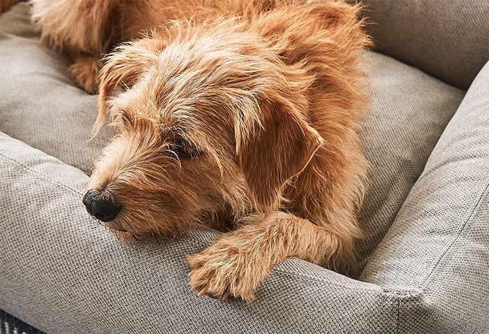 Miacara mare hypoallergenic bolster dog bed