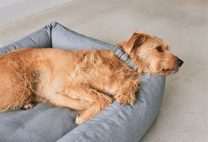 Durable hypoallergenic mare dog bed from Miacara is ecofriendly