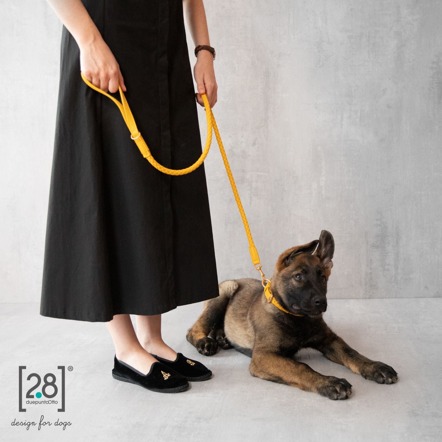 German Shepherd puppy with a leather leash. Luxury leash in yellow color.